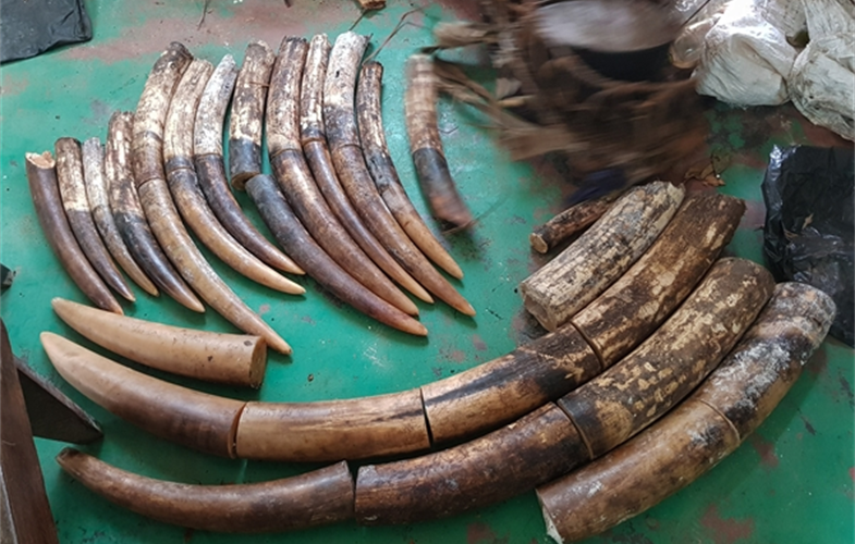 20180203_Ivory seizure Nouabale-Ndoki National Park - Zanne Labuschagne-WCS-1-2